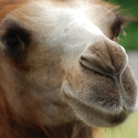 Camels nose.jpg