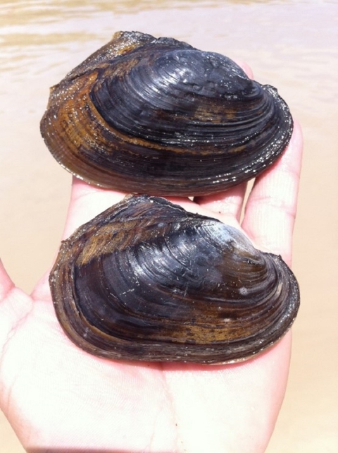 rio grande mussels