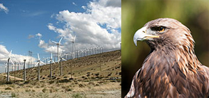 wind-energy-golden-eagles.jpg
